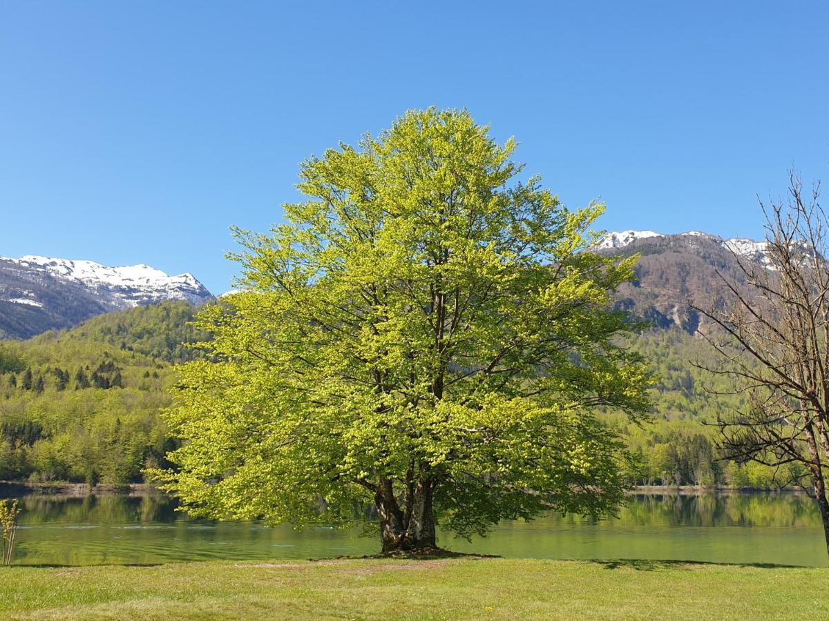 Apartments Vila Darja Bohinj Esterno foto